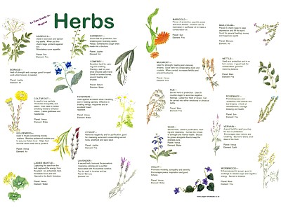 Herbs Easy Guide